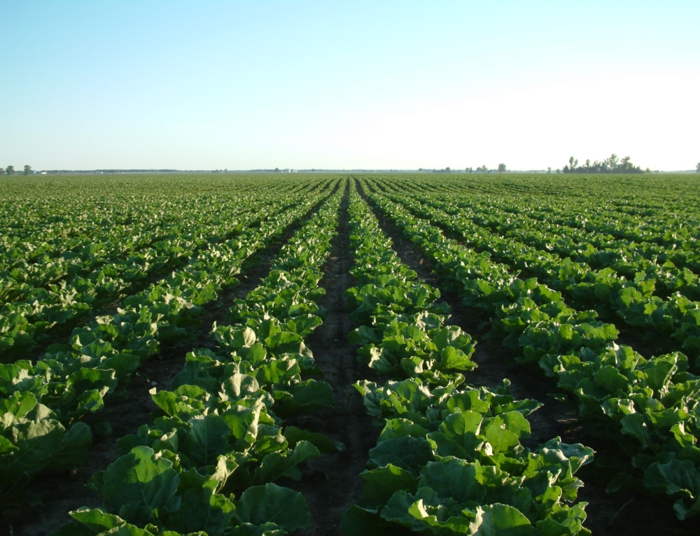 Michigan Sugar Company anticipates record crop as full beet harvest